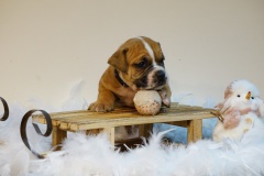 S'Alecto des Belles Truffes