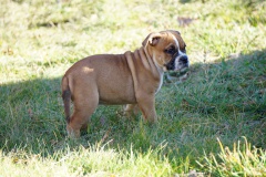 S'Alecto des Belles Truffes