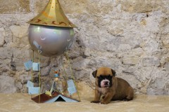 Sultane des Belles Truffes