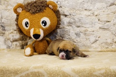 Sultane des Belles Truffes