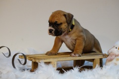 Sultane des Belles Truffes