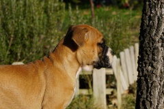 Sultane des Belles Truffes