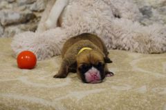 Sultane des Belles Truffes