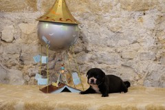 Sixtine des Belles Truffes