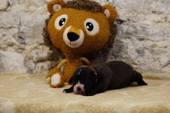 Sixtine des Belles Truffes