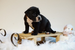 Sixtine des Belles Truffes