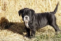 Sixtine des Belles Truffes