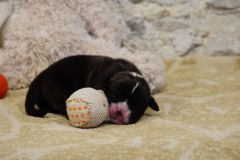 Sixtine des Belles Truffes