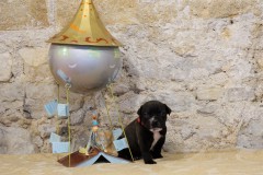 Shiva des Belles Truffes