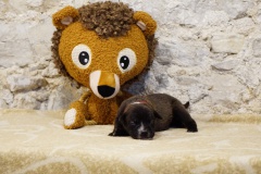 Shiva des Belles Truffes