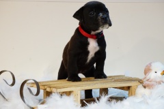 Shiva des Belles Truffes