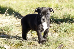 Shiva des Belles Truffes