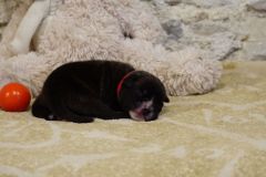 Shiva des Belles Truffes