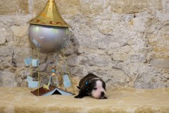 Stessie des Belles Truffes