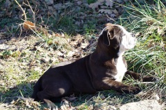 Stessie des Belles Truffes