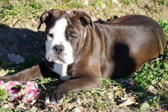 Stessie des Belles Truffes