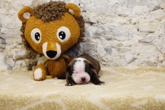 Stessie des Belles Truffes