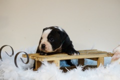 Stessie des Belles Truffes