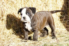 Stessie des Belles Truffes