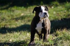 Stessie des Belles Truffes