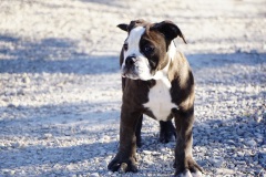 Stessie des Belles Truffes