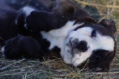 Stessie des Belles Truffes