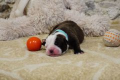 Stessie des Belles Truffes