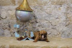 Sunshine des Belles Truffes