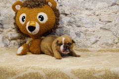 Sunshine des Belles Truffes