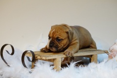 Sunshine des Belles Truffes