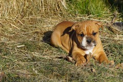 Sunshine des Belles Truffes