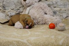 Sunshine des Belles Truffes