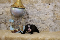 Suzette des Belles Truffes