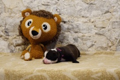 Suzette des Belles Truffes