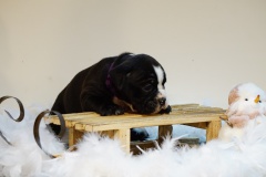 Suzette des Belles Truffes