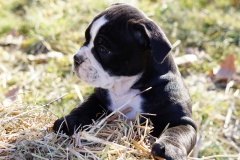 Suzette des Belles Truffes