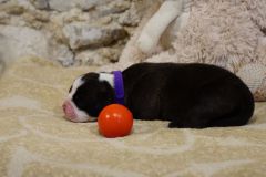 Suzette des Belles Truffes