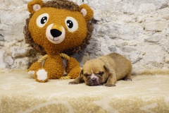 Sanka des Belles Truffes