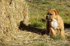 Sanka des Belles Truffes