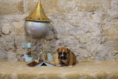 Sherlock des Belles Truffes