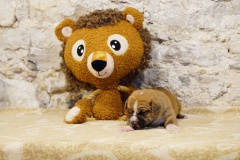 Sherlock des Belles Truffes