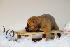 Sherlock des Belles truffes