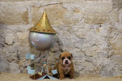 Scott des Belles Truffes