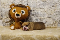 Scott des Belles Truffes