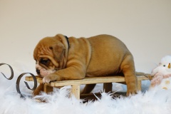 Scott des Belles Truffes