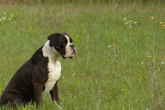 Les Belles Truffes - Boxer - Mâle - N'Gonzo de la Joyful Team