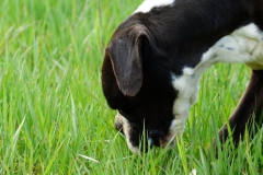 Les Belles Truffes - Boxer - Mâle - N'Gonzo de la Joyful Team