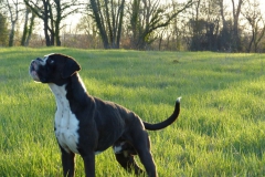 Les Belles Truffes - Boxer - Mâle - N'Gonzo de la Joyful Team