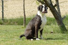 Les Belles Truffes - Boxer - Mâle - N'Gonzo de la Joyful Team