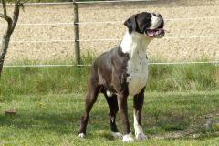 Les Belles Truffes - Boxer - Mâle - N'Gonzo de la Joyful Team